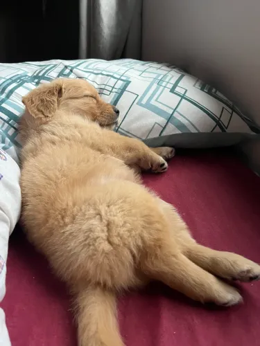Golden retriver