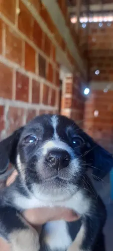 animais 