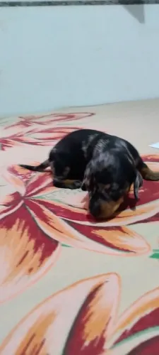 Machinho Dachshund Teckel Arlequim Black and Tan - Pequeno Porte
