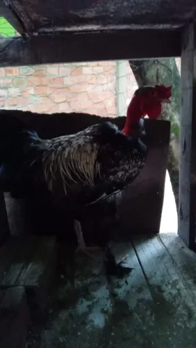 Vendo galo, galinha e frango. 