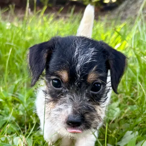 Jack Russel Terrier/ Se você ama aventura o Jack Russel é o companheiro ideal