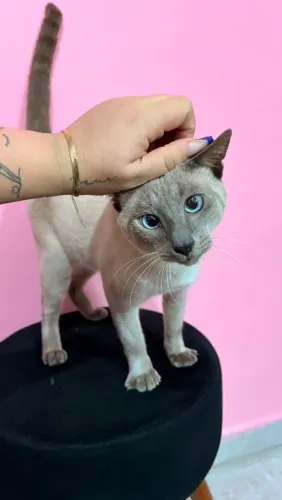 Gatinho Siamês