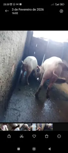 Vendo ou troco porco macho ?