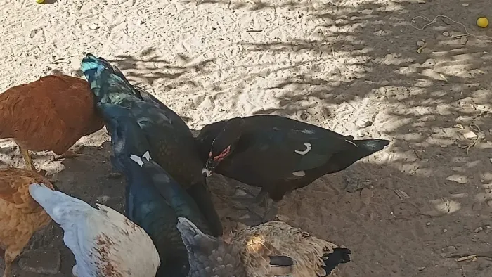 Patos