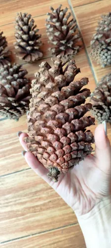Pinhas naturais para artesanato e decoração
