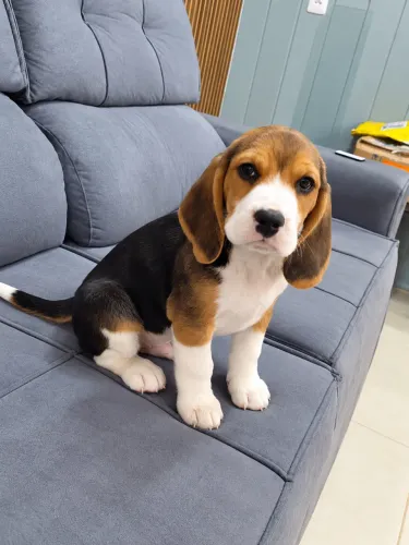 Filhote de Beagle lindo 