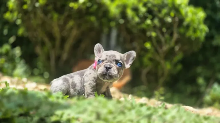 Buldogue francês
