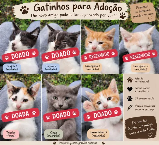 Gatinhos Lindos e Carinhosos para Adoção