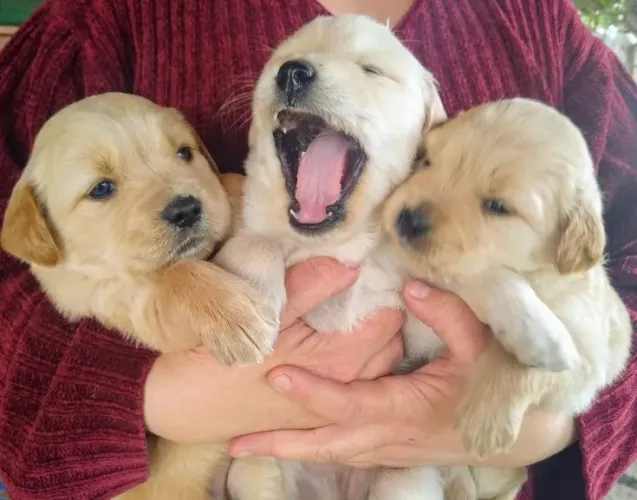 Golden Retriever maravilhosa 