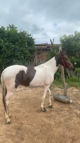 Égua Manga larga marchador registrada