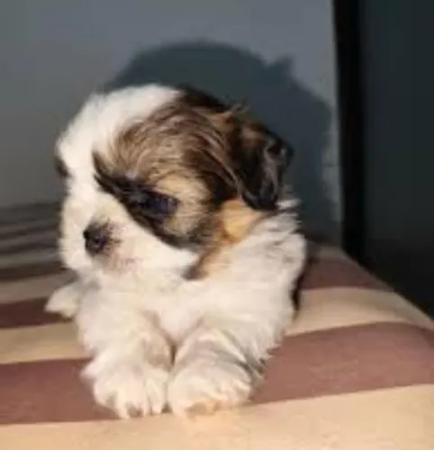 Shitzu machinho disponível