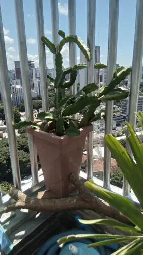 Pytayas em crescimento