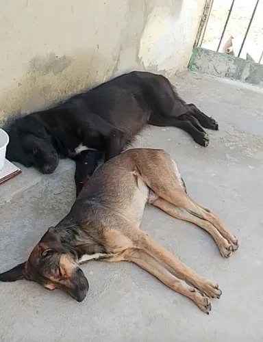 Pets pra adoção 
