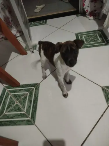 Adoção 