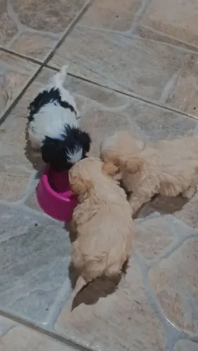 3 filhotes machos de Shitzu disponível!!!