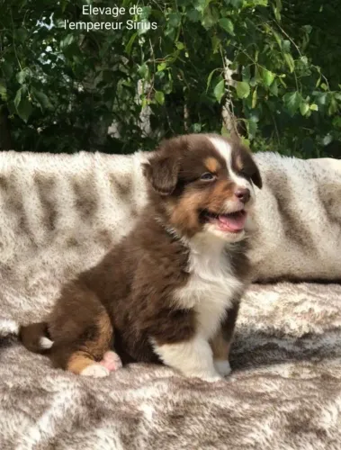 Filhote border collie, O melhor presente da vida tem quatro patas!
