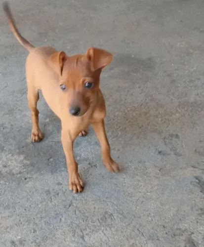Cachorro 