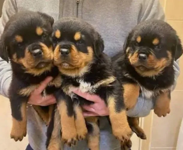 Rottweiler Filhotes Cabeça de Touro. 
