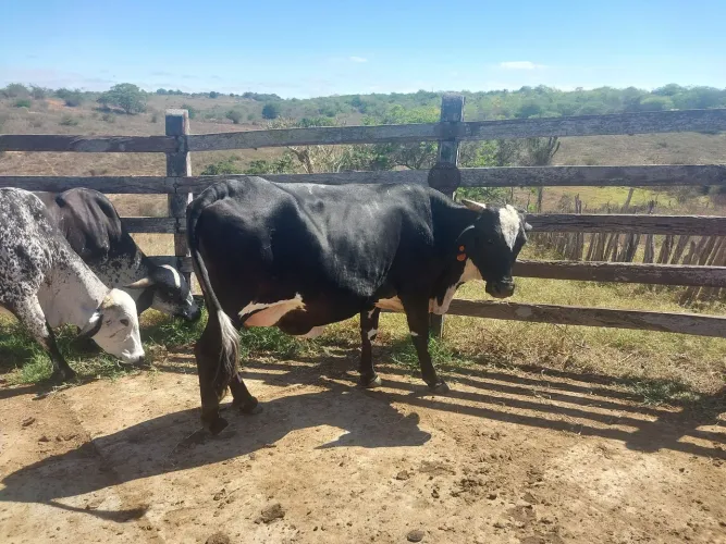 Vacas e Novilhas