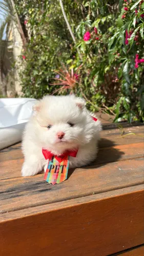 Lulu da pomerania anão macho 