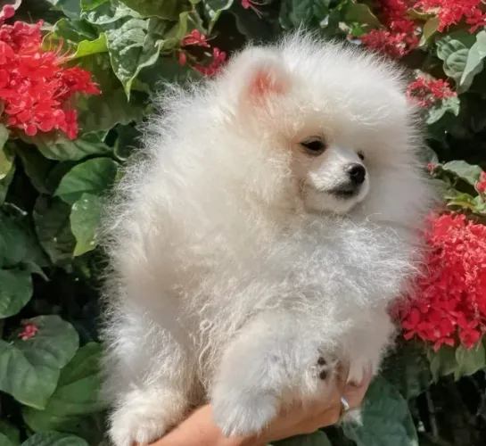 Spitz Alemão Padrão Ursinho Lulu Anão Pedigree incluso!