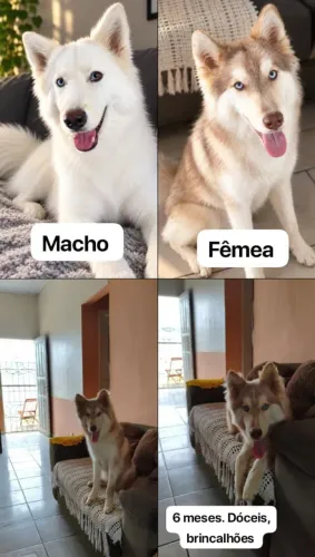 Husky siberiano 6 meses