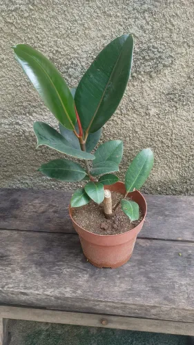 Muda planta
