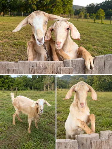 Cabra nova e Cabrito filhotão 