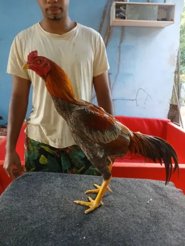 Galos e galinhas de raça