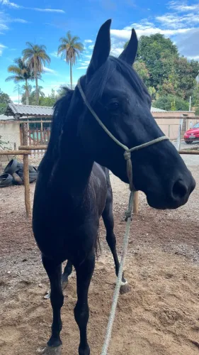 Cavalo
