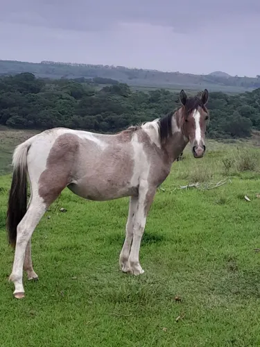 Égua 
