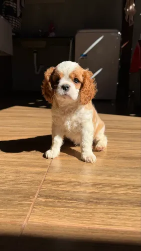 Cavalier King Charles Macho