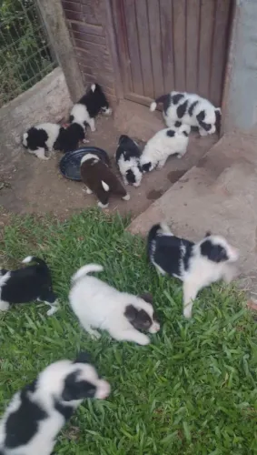 Filhotes de Border Collie PUROS à Venda