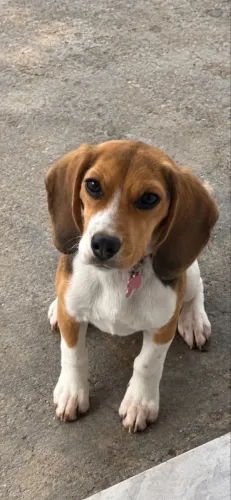 BEAGLE - FEMEA 6 MESES