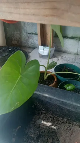 Planta orelha de elefante.