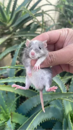 Ratos Twister Dumbo e Standard filhotes