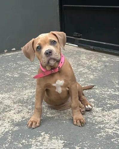 Vendo ou troco fêmea Bully 5 meses 
