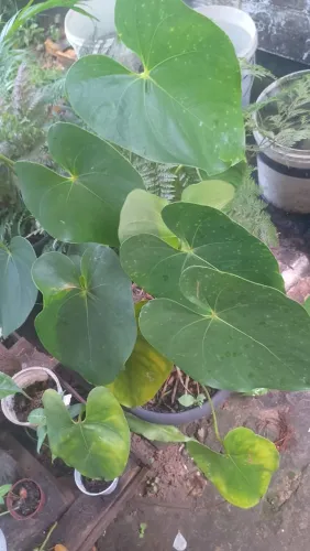 Vende várias plantas