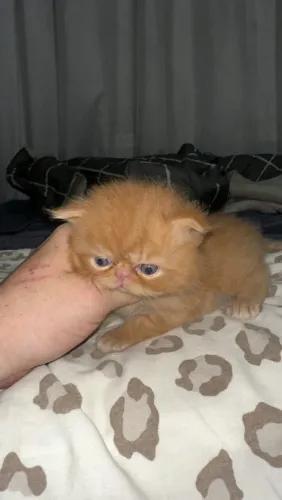 Vendo filhote de gato persa puro