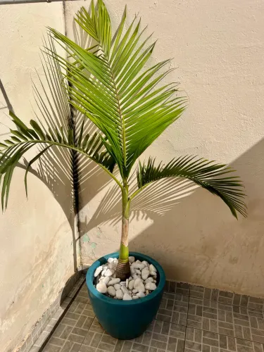 Lindo vaso de palmeira ( grande)