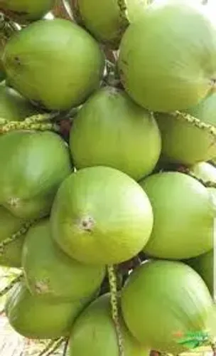 Mudas e cocos verdes