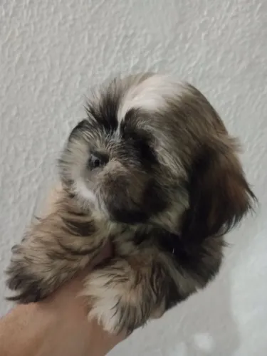 IMPERDÍVEL LINDOS FILHOTES DE SHITZU TOP