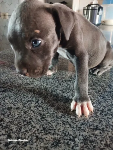 Cachorra Pitbull