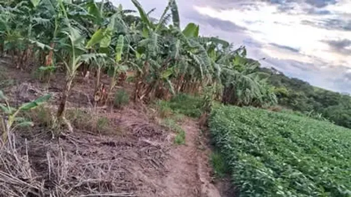 Muda de bananeira 