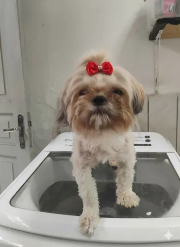 Shihtzu 