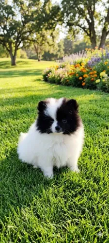 Spitz alemão anão pronta entrega 