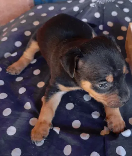 Pinscher macho