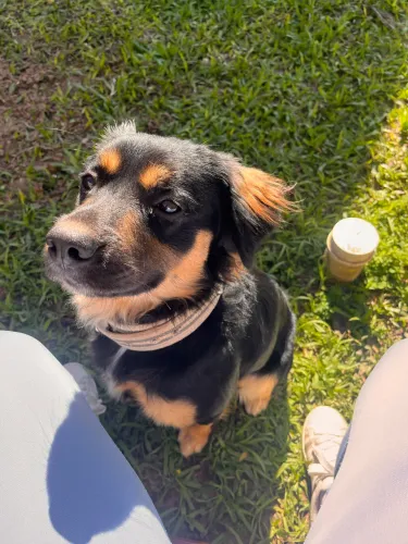 Adote o max - cachorro fofo dócil