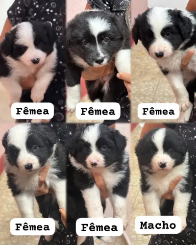 Filho de Border Collie