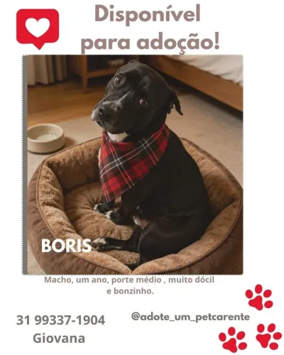Cachorrinhos para adoção (entre no post para ver todos) 